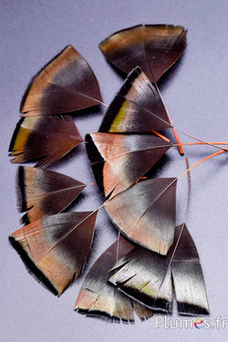Pétales en plumes - 6-8 x 3-4 cm - or aztèque-anthracite métallisé